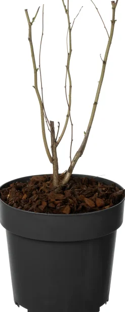 Intratuin Haselstrauch (Corylus avellana) D 19 H 30 cm| Winterharte Pflanzen|Blühende Pflanzen