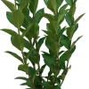 Intratuin Hecken-Liguster (Ligustrum ovalifolium) D 17 H 40 cm| Heckenpflanzen|Liguster