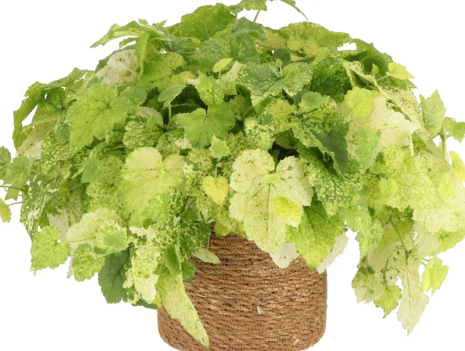 Intratuin Henne mit Küken (Tolmiea menziesii) D 12 H 20 cm| Kleine Zimmerpflanzen|Grünpflanzen