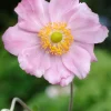 Intratuin Herbstanemone (Anemone Hybride 'Konigin Charlotte') D 11 cm| Blühende Pflanzen|Mehrjährige Pflanzen