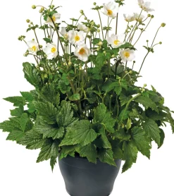 Intratuin Herbstanemone (Anemone 'Wild Swan') D 15 H 35 cm| Blühende Pflanzen|Winterharte Pflanzen