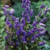 Intratuin Herbst-Eisenhut (Aconitum carmichaelli 'Arendsii')| Pflanzen Für Schatten|Mehrjährige Pflanzen