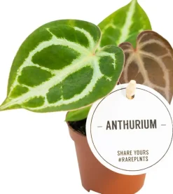 Intratuin Herzblattblume (Anthurium crystallinum) D 6 H 15 cm| Kleine Zimmerpflanzen|Blühende Zimmerpflanzen