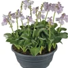 Intratuin Herzblattlilie (Hosta 'Blue Mouse Ears') D 21 cm| Blühende Pflanzen|Pflanzen Für Schatten