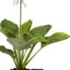 Intratuin Herzblattlilie (Hosta sieboldiana 'Elegans') D 11 H 10 cm| Blühende Pflanzen|Winterharte Pflanzen
