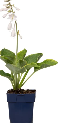 Intratuin Herzblattlilie (Hosta sieboldiana 'Elegans') D 11 H 10 cm| Blühende Pflanzen|Winterharte Pflanzen