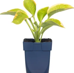 Intratuin Herzblattlilie (Hosta sieboldiana 'Frances Williams') D 11 H 10 cm| Blühende Pflanzen|Winterharte Pflanzen