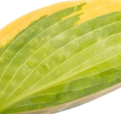 Intratuin Herzblattlilie (Hosta sieboldiana 'Frances Williams') D 11 H 10 cm| Blühende Pflanzen|Winterharte Pflanzen