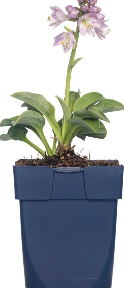 Intratuin Herzblattlilie (Hosta tardiana 'Halcyon') D 11 H 10 cm| Blühende Pflanzen|Winterharte Pflanzen