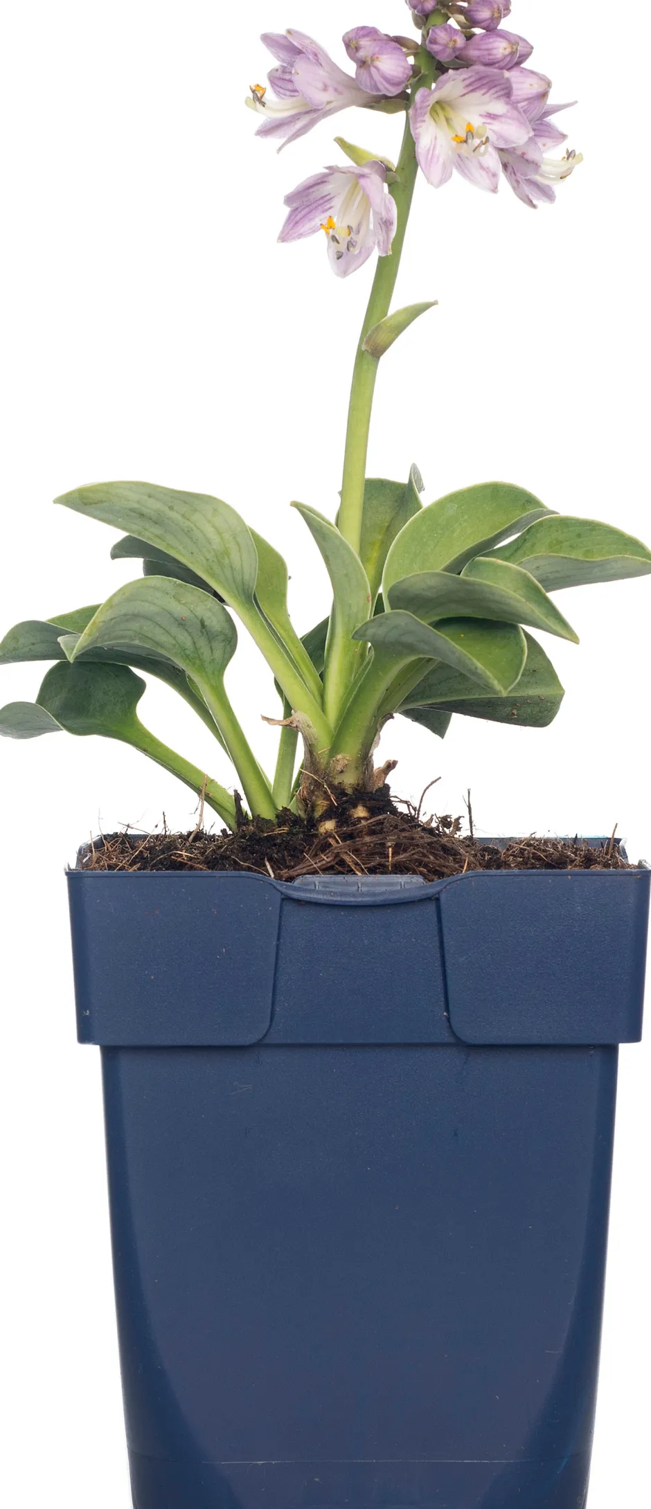 Intratuin Herzblattlilie (Hosta tardiana 'Halcyon') D 11 H 10 cm| Blühende Pflanzen|Winterharte Pflanzen