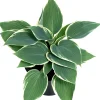Intratuin Herzblattlilie Mix (Hosta) D 17 H 30 cm| Mehrjährige Pflanzen|Funkie