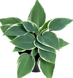 Intratuin Herzblattlilie Mix (Hosta) D 17 H 30 cm| Mehrjährige Pflanzen|Funkie