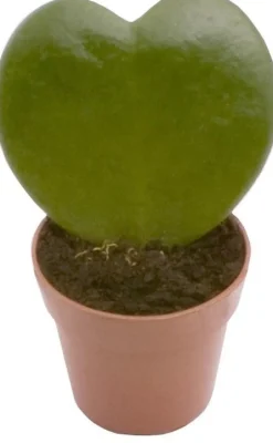 Intratuin Herzblatt-Pflanze (Hoya kerrii) D 6 H 15 cm| Kleine Zimmerpflanzen|Grünpflanzen