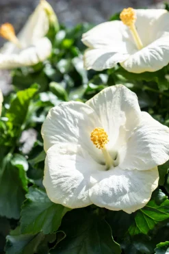 Intratuin Hibiskus (Hibiscus rosa sinensis) D 21 H 55 cm| Hibiskus