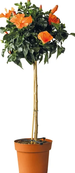 Intratuin Hibiskus (Hibiscus rosa-sinensis 'Sunny') D 24 H 110 cm| Blühende Pflanzen|Winterharte Pflanzen