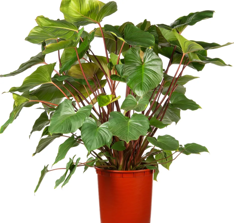 Intratuin Homalomena (Homalomena rubescens 'Maggy') D 34 H 120 cm| Große Pflanzen|Grünpflanzen