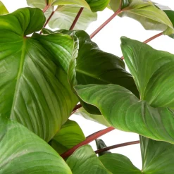 Intratuin Homalomena (Homalomena rubescens 'Maggy') D 34 H 120 cm| Große Pflanzen|Grünpflanzen