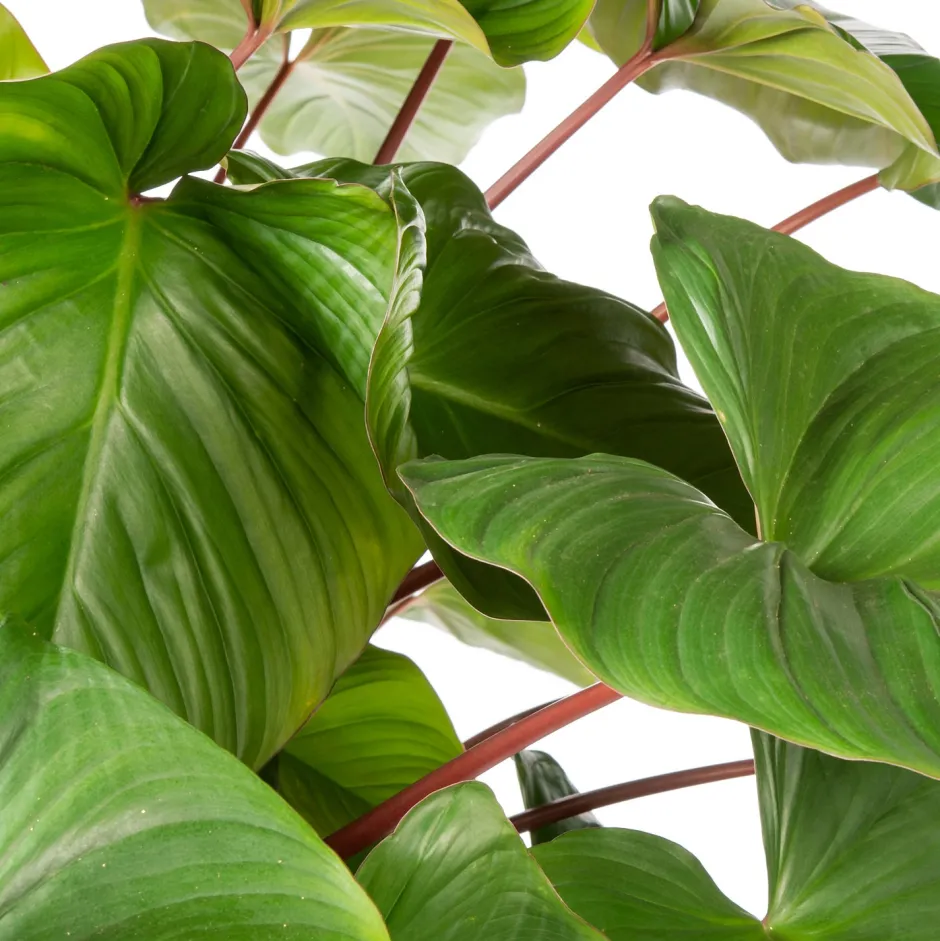 Intratuin Homalomena (Homalomena rubescens 'Maggy') D 34 H 120 cm| Große Pflanzen|Grünpflanzen