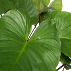 Intratuin Homalomena (Homalomena rubescens 'Maggy') D 24 H 80 cm| Grünpflanzen