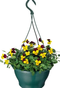 Intratuin Hornveilchen im Hängetopf (Viola cornuta) D 23 H 35 cm| Einjährige Pflanzen|Stiefmütterchen & Hornveilchen