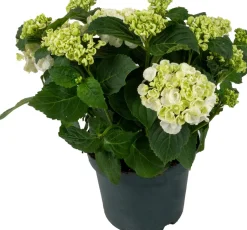Intratuin Hortensie (Hydrangea macrophylla ) weiß D 15 H 40 cm| Blühende Zimmerpflanzen|Hortensien
