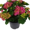 Intratuin Hortensie (Hydrangea macrophylla ) rosa D 15 H 40 cm| Blühende Zimmerpflanzen|Hortensien