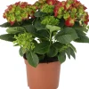 Intratuin Hortensie (Hydrangea macrophylla) D 21 H 40 cm| Hortensien|Blühende Pflanzen