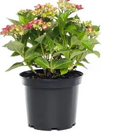 Intratuin Hortensie (Hydrangea macrophylla) rot D 17 cm| Hortensien|Winterharte Pflanzen