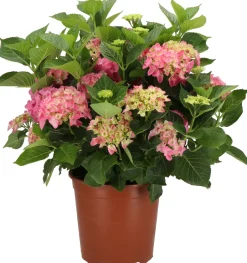 Intratuin Hortensie (Hydrangea macrophylla) rosa D 21 H 40 cm| Hortensien|Blühende Pflanzen
