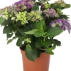 Intratuin Hortensie (Hydrangea macrophylla) lila D 21 H 40 cm| Hortensien|Hortensien