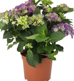 Intratuin Hortensie (Hydrangea macrophylla) lila D 21 H 40 cm| Hortensien|Hortensien