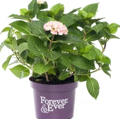 Intratuin Hortensie (Hydrangea macrophylla 'Forever & Ever') roze D 23 H 30 cm| Hortensien|Hortensien