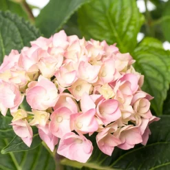 Intratuin Hortensie (Hydrangea macrophylla 'Forever & Ever') roze D 23 H 30 cm| Hortensien|Hortensien