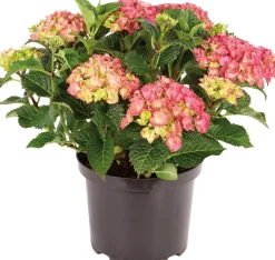 Intratuin Hortensie (Hydrangea macrophylla) weiß D 17 cm| Hortensien|Blühende Pflanzen