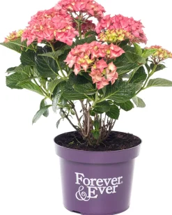 Intratuin Hortensie (Hydrangea macrophylla 'Forever & Ever') rood D 23 H 30 cm| Hortensien|Hortensien