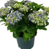 Intratuin Hortensie (Hydrangea macrophylla) Blau D 15 H 40 cm| Blühende Zimmerpflanzen|Hortensien