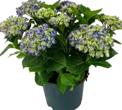 Intratuin Hortensie (Hydrangea macrophylla) Blau D 15 H 40 cm| Blühende Zimmerpflanzen|Hortensien