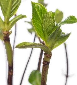Intratuin Hortensie (Hydrangea macrophylla) weiß| Hortensien|Blühende Pflanzen