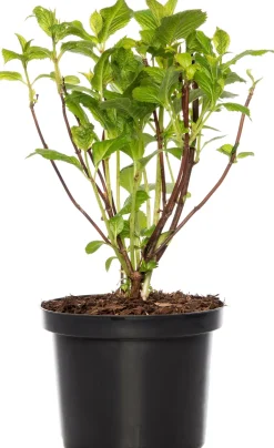 Intratuin Hortensie (Hydrangea Macrophylla) blau| Hortensien|Blühende Pflanzen