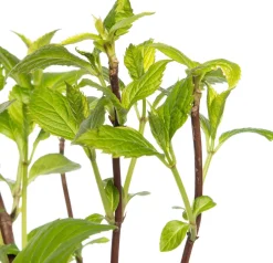 Intratuin Hortensie (Hydrangea Macrophylla) blau| Hortensien|Blühende Pflanzen