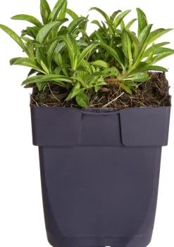 Intratuin Ähriger Ehrenpreis (Veronica spicata 'Inspire Blue') D 11 H 20 cm| Mehrjährige Pflanzen|Ehrenpreis