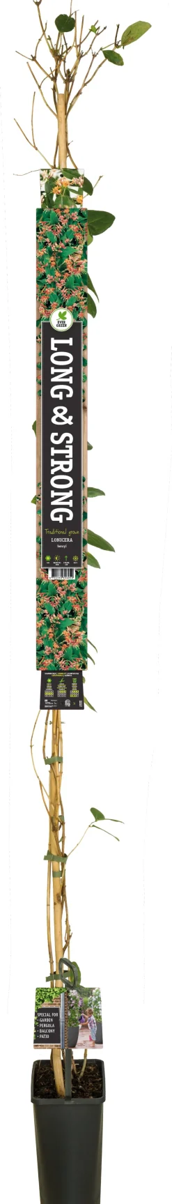Intratuin Immergrünes Geißblatt (Lonicera henryi) D 23 H 210 cm| Blühende Pflanzen|Kletterpflanzen