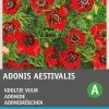 Intratuin Adonisröschen rot (Adonis aestivalis) Blumensamen| Saatgut|Blühende Pflanzen