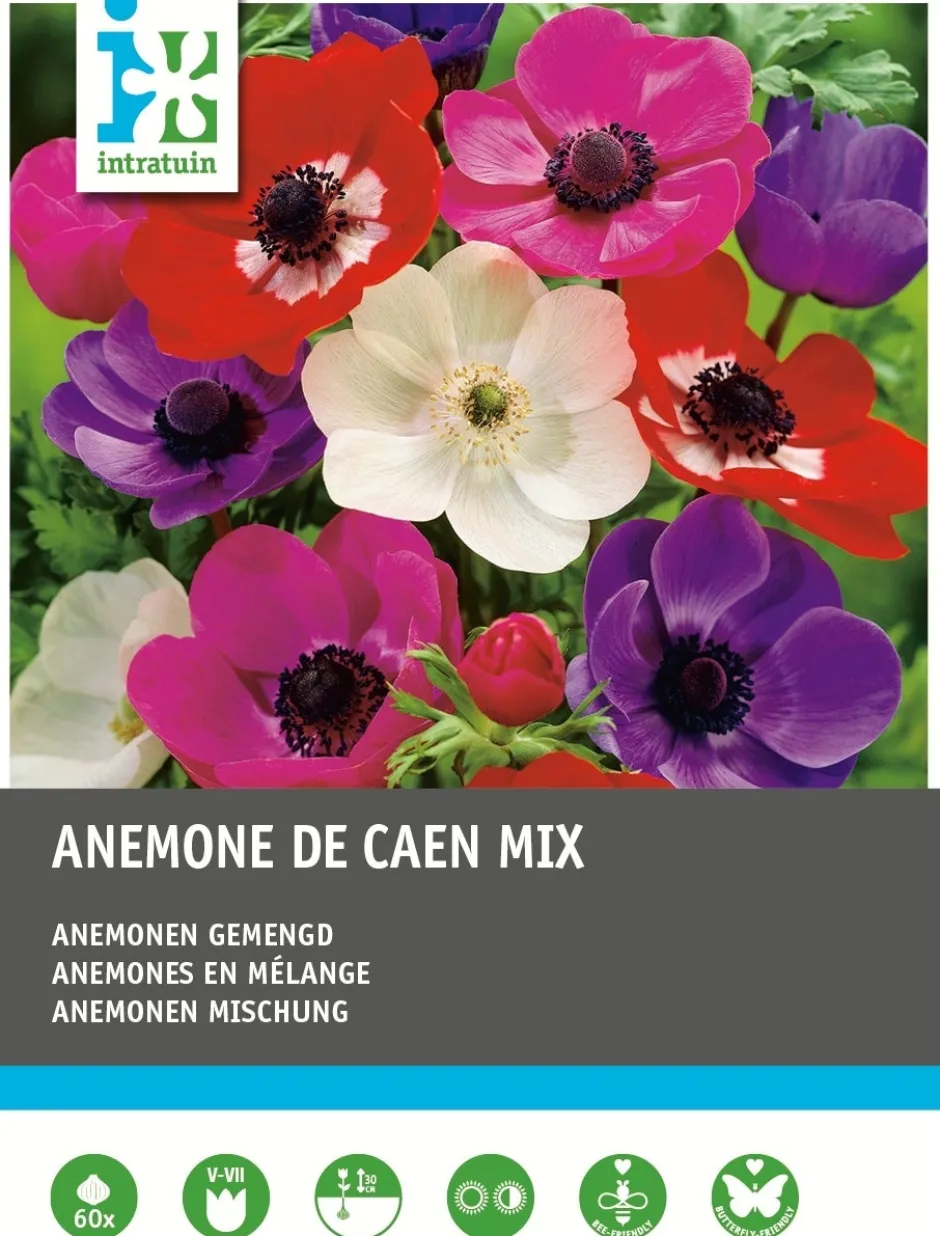 Intratuin Anemonen (Anemone 'De Caen') Blumenzwiebel-Mischung 60 St.| Frühlings-Blüher|Blumenzwiebeln
