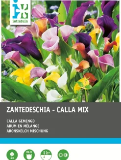 Intratuin Aronstab (Zantedeschia) Blumenzwiebel-Mischung 4 St.| Sommer-Blüher|Blumenzwiebeln