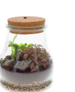 Intratuin Arrangement Terrarium mit LED-Korken D 15 H 19 cm| Kleine Zimmerpflanzen|Pflanzenarrangements