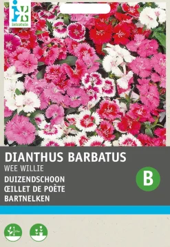 Intratuin Bartnelke (Dianthus barbatus 'Wee Willie') Blumensamen| Saatgut|Blühende Pflanzen