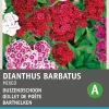 Intratuin Bartnelke (Dianthus chinensis) Blumensamen-Mischung| Saatgut|Blühende Pflanzen