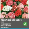 Intratuin Bartnelken einfach (Dianthus barbatus) Blumensamen| Saatgut|Blühende Pflanzen