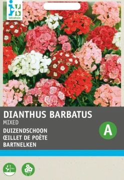 Intratuin Bartnelken einfach (Dianthus barbatus) Blumensamen| Saatgut|Blühende Pflanzen